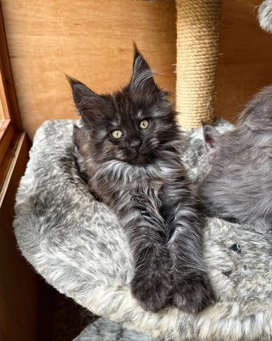 Smoke Blue and Black Maine Coon Kittens