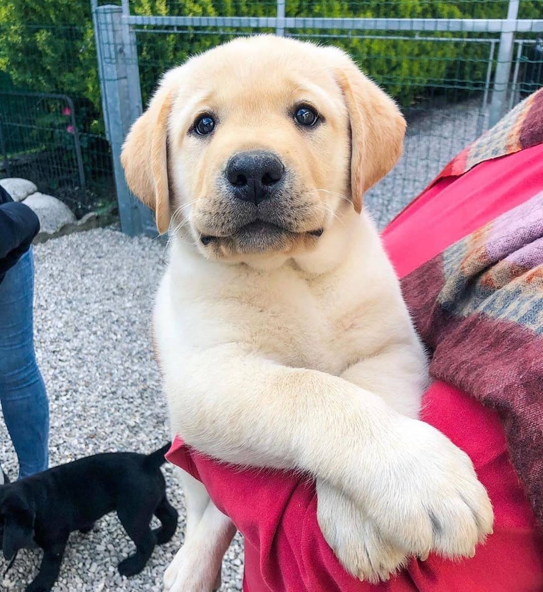 Purebred Labrador puppies for one month old for sale